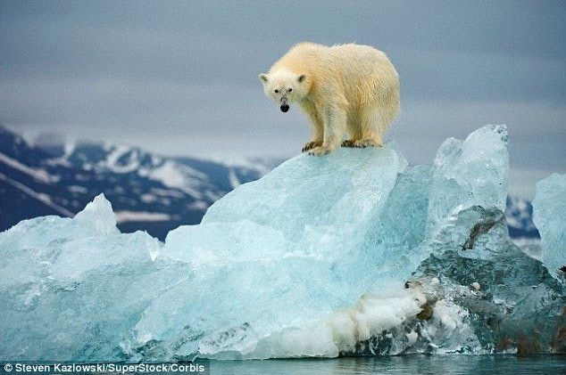 Iceland Shoots Rare Polar Bear After It Was Spotted Near A Woman's Summer House