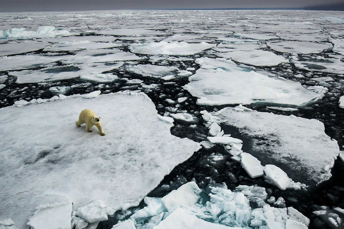 Iceland Shoots Rare Polar Bear After It Was Spotted Near A Woman's Summer House