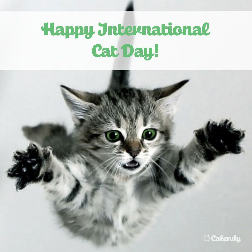 International Cat Day: Celebrate with Your Feline Friend and Help Shelter Cats