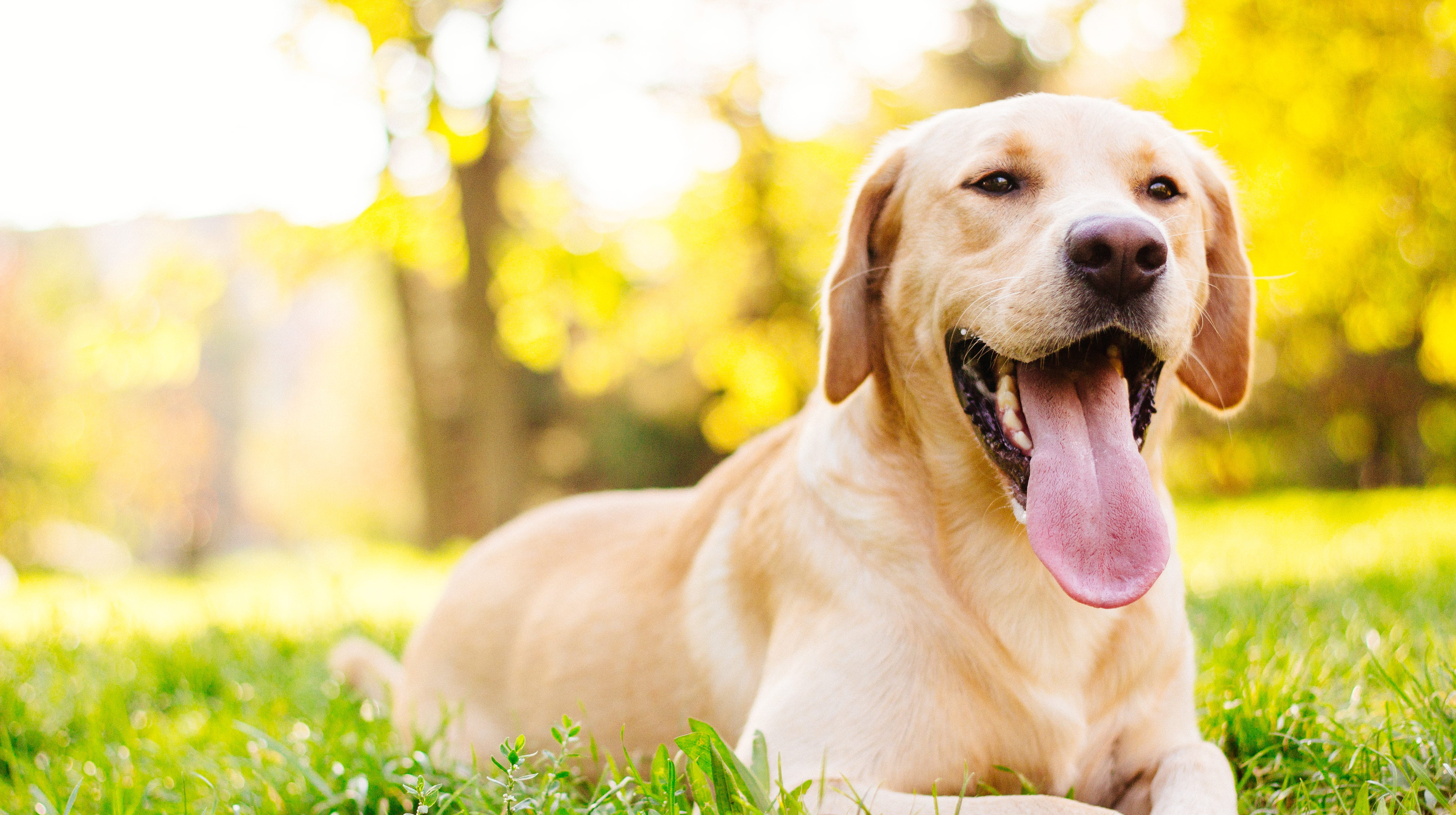 International Dog Day: Toronto's Most Popular Dog Breeds Revealed