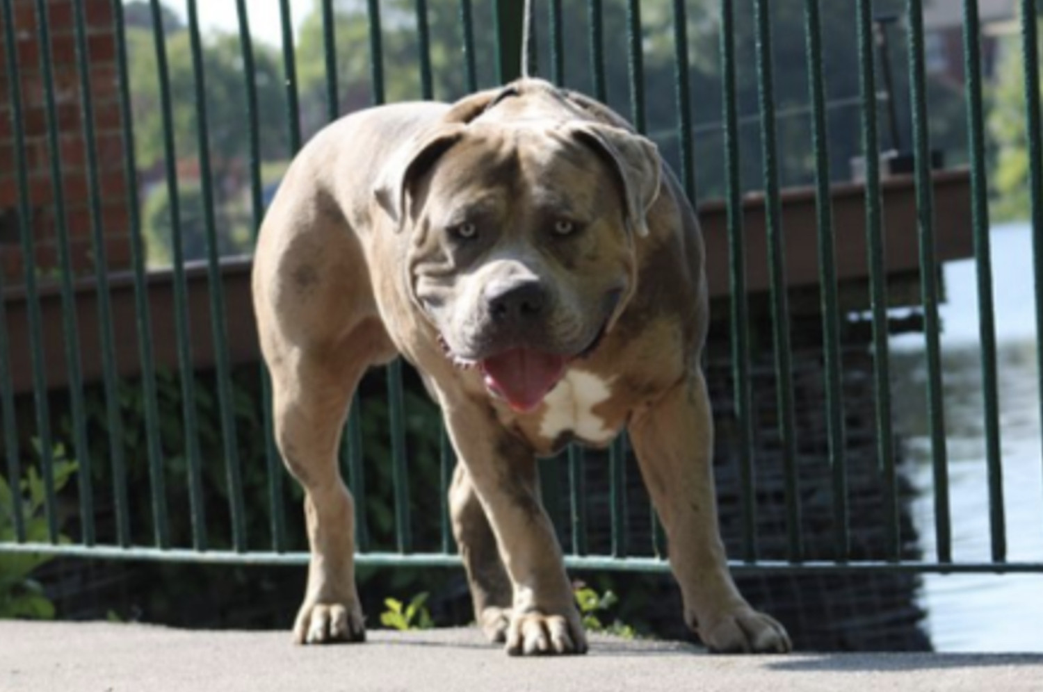 Ireland's XL Bully Ban: A Controversial Move With Dog Owners Scrambling To Save Their Pets