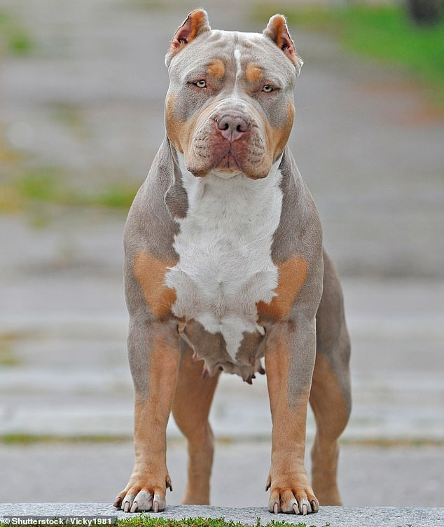 Ireland's XL Bully Ban: A Controversial Move With Dog Owners Scrambling To Save Their Pets