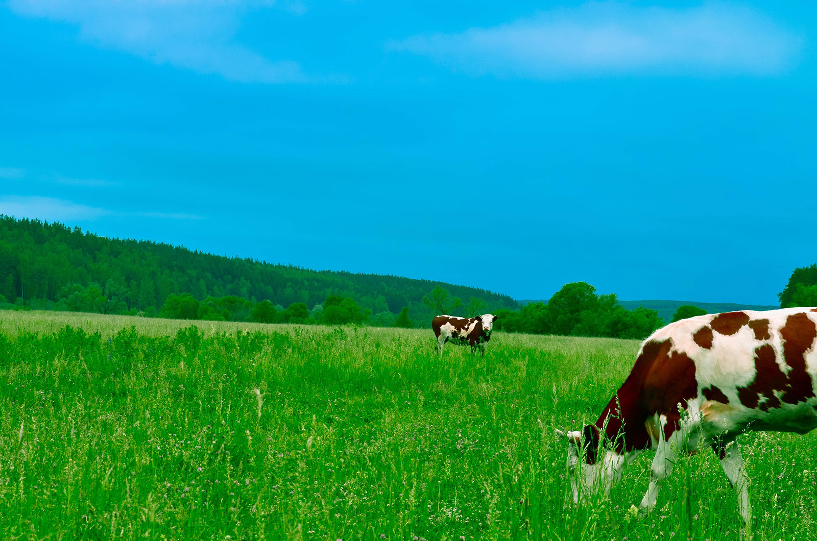 Irish Dairy Farmers Rejoice: Milk Prices Continue to Rise in September!