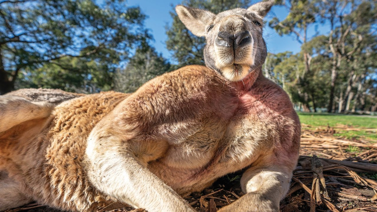 Kangaroo Invasion: Wyee Point Tourists Face Safety Concerns as Roos Flock to the Suburb