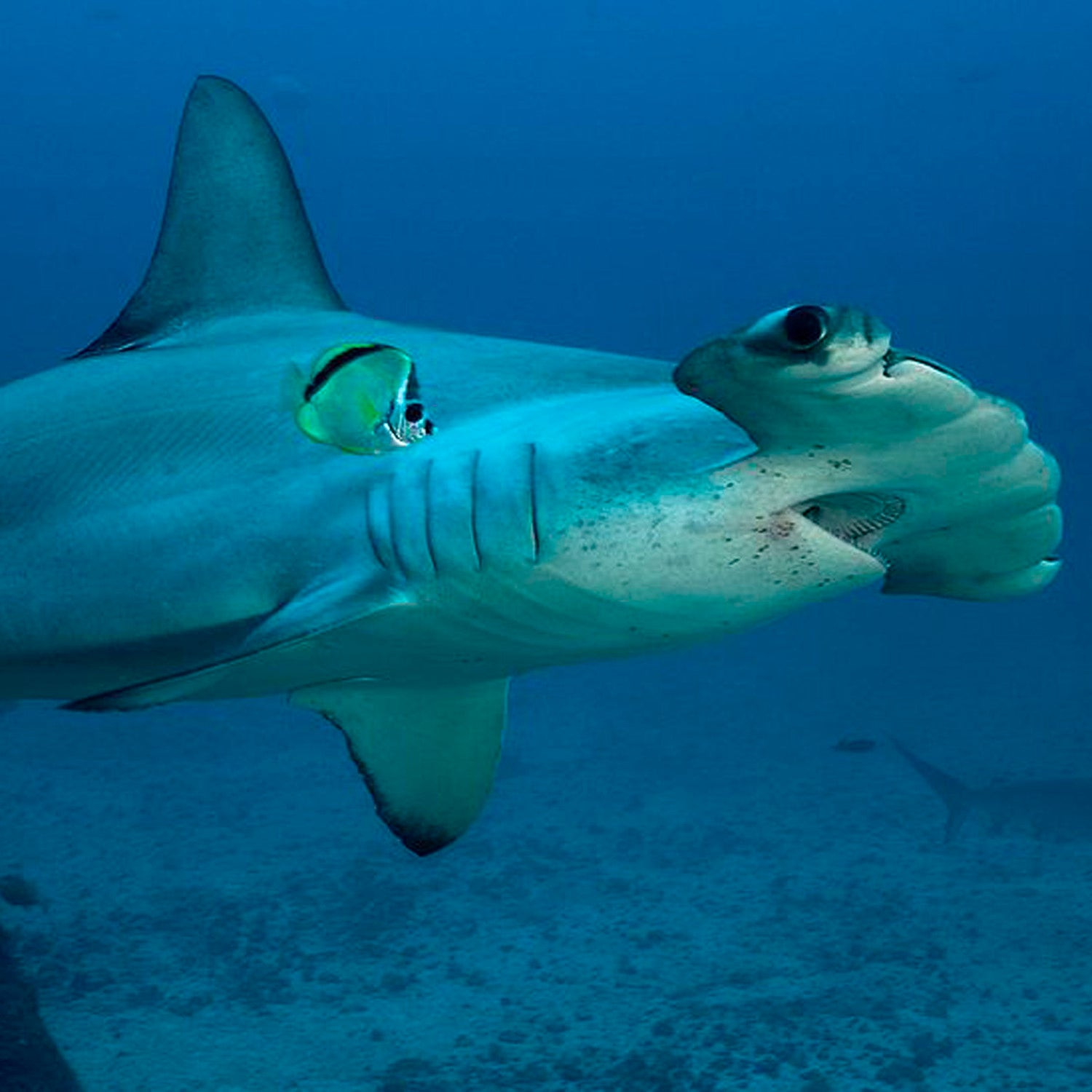 Kayaker Fights Off Hammerhead Shark With Paddle in Dramatic Video