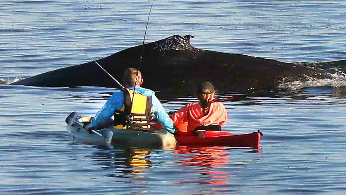 Kayaker Survives Being Swallowed by a Humpback Whale in Chile: Chilling Video Goes Viral