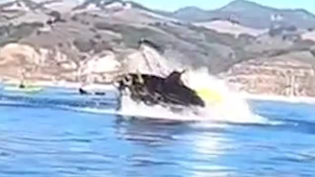 Kayaker Survives Being Swallowed by Humpback Whale in Chilean Patagonia: Chilling Video Goes Viral