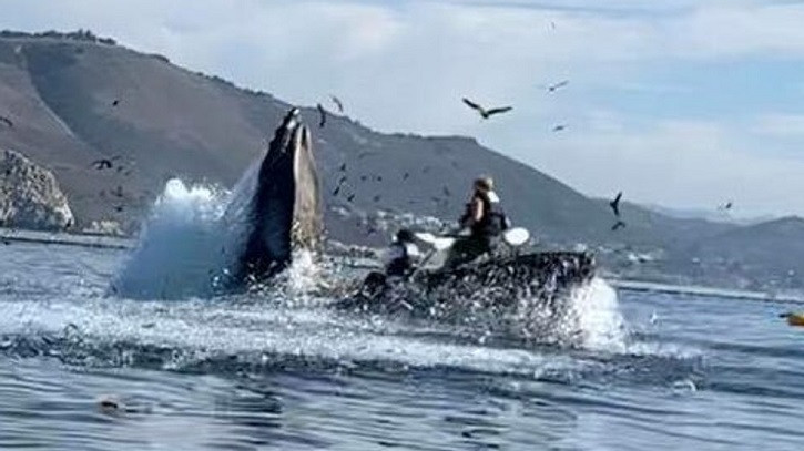 Kayaker Survives Being Swallowed by Humpback Whale in Chilean Patagonia: Chilling Video Goes Viral