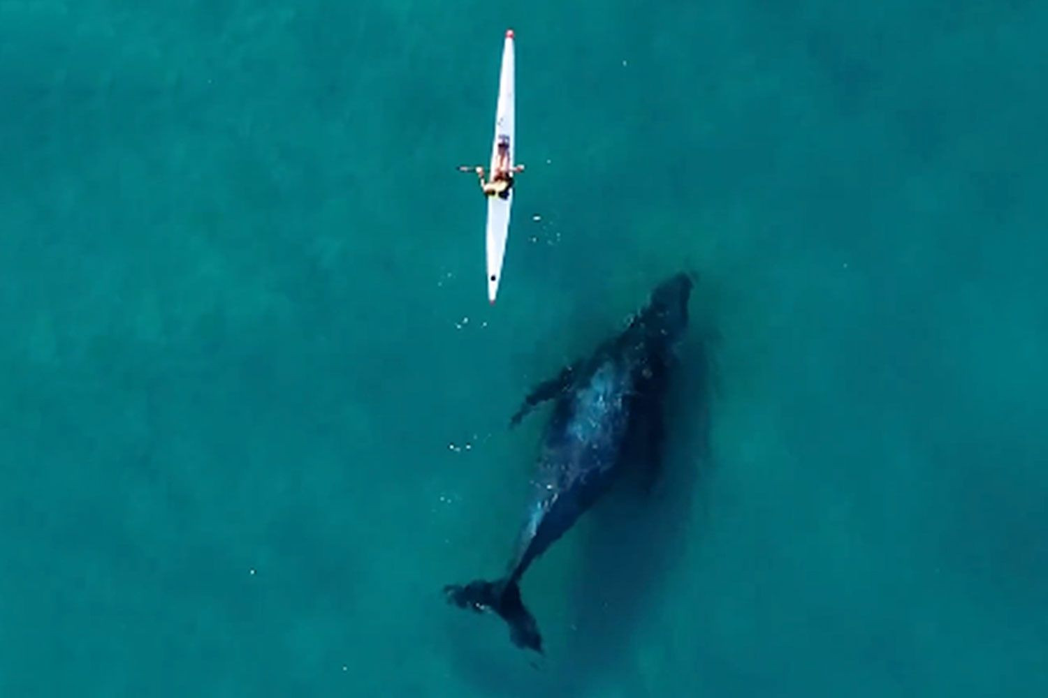 Kayaker Survives Being Swallowed by Humpback Whale in Chilean Patagonia: Chilling Video Goes Viral