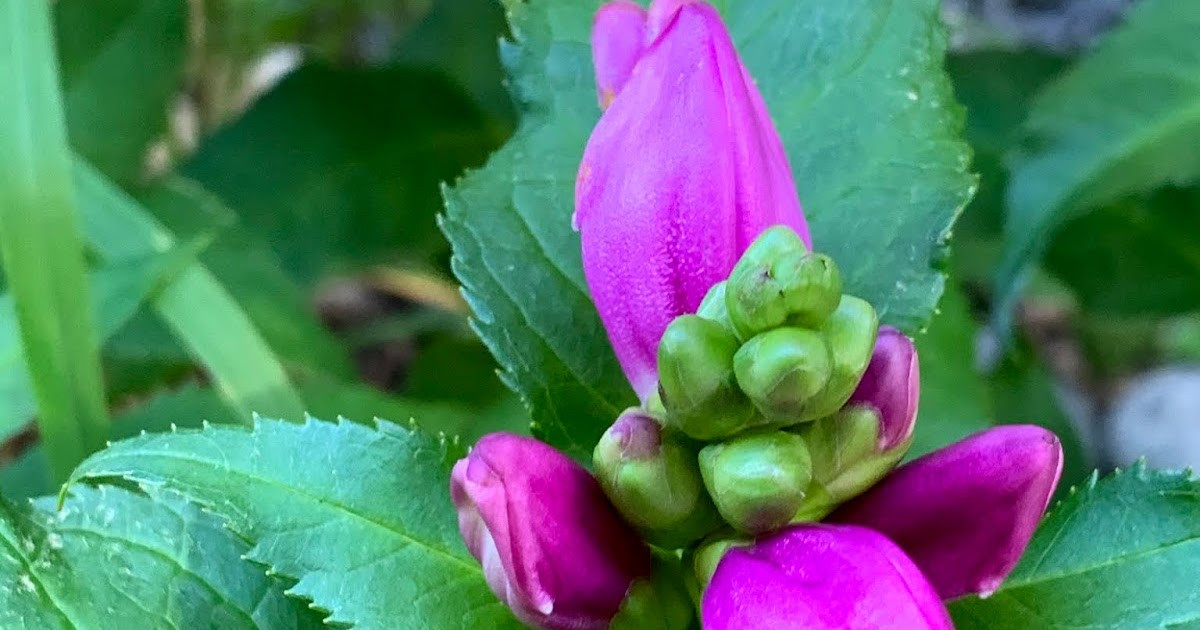 Late Summer Blooms: How to Enjoy Flowers for Weeks or Even Months