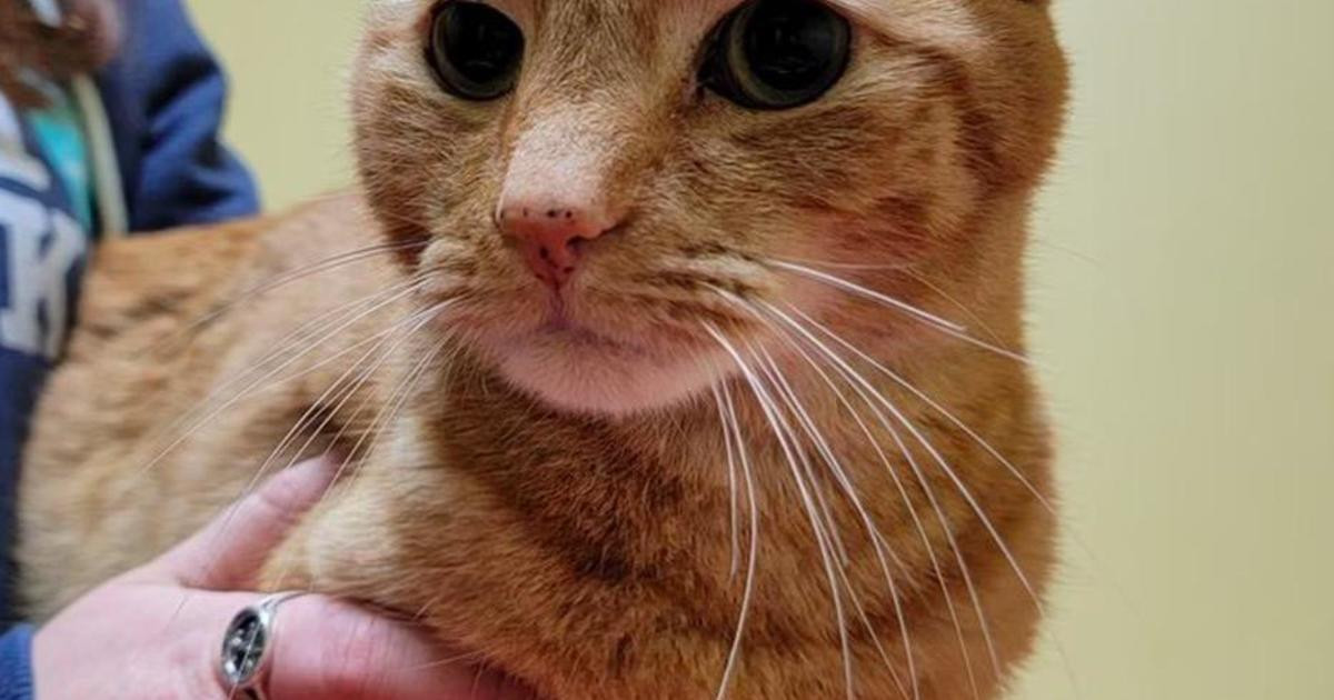 Lost Cat Travels 800 Miles From Yellowstone To California Home: A Mystery Solved