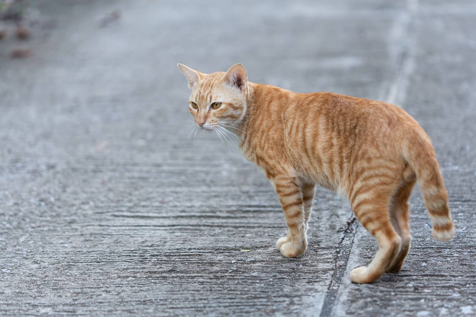 Lost Cat Travels 900 Miles From Yellowstone To California, Reunites With Owners