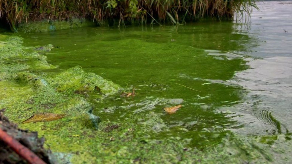 Lough Neagh Algae:  Worst Category Of Waterway Nutrient Pollution Found In Study