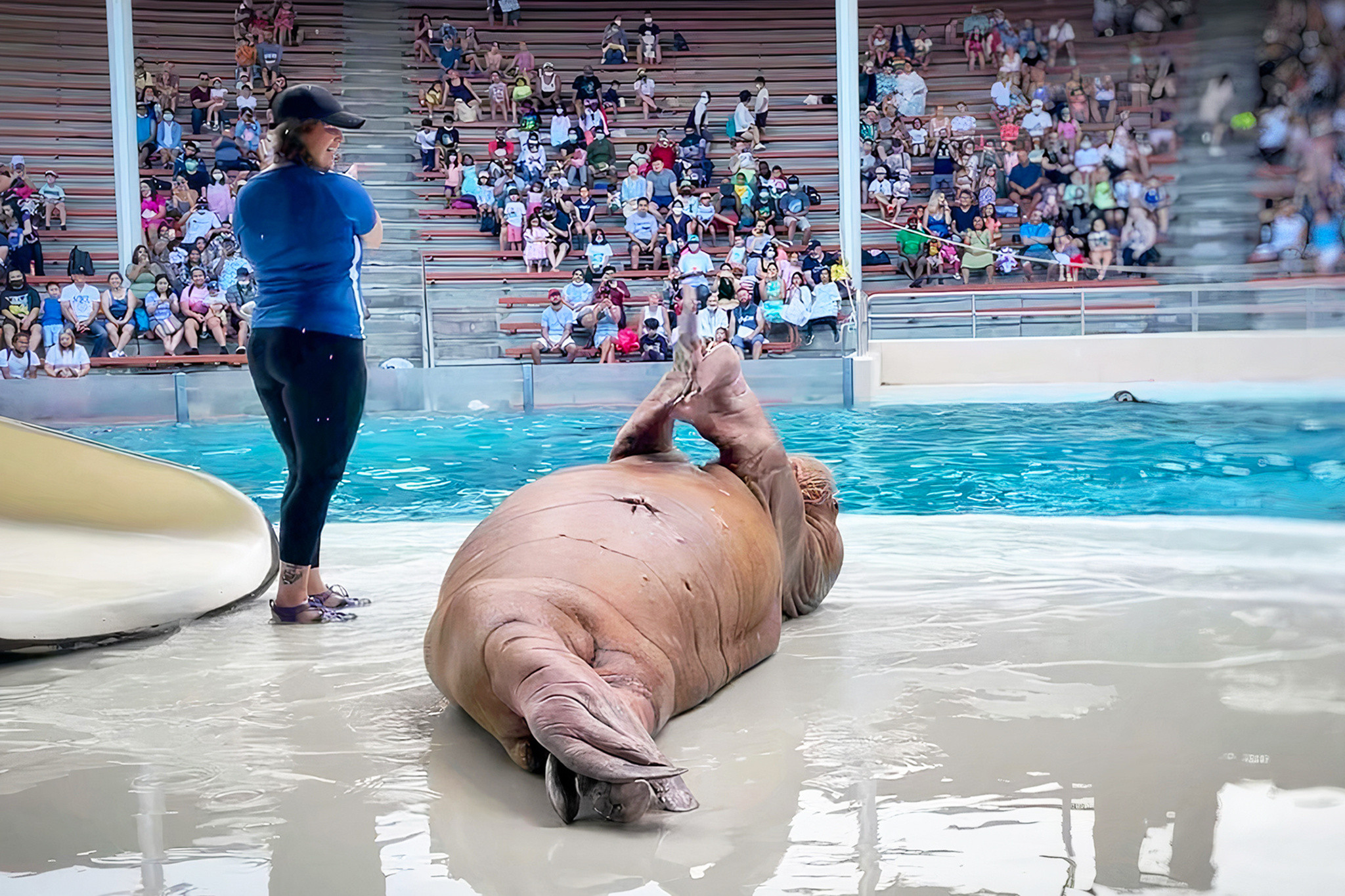 Marineland Found Guilty: Is This the End of an Era for the Niagara Falls Theme Park?