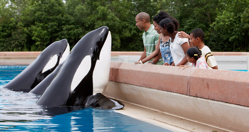 Marineland Found Guilty: Is This the End of an Era for the Niagara Falls Theme Park?