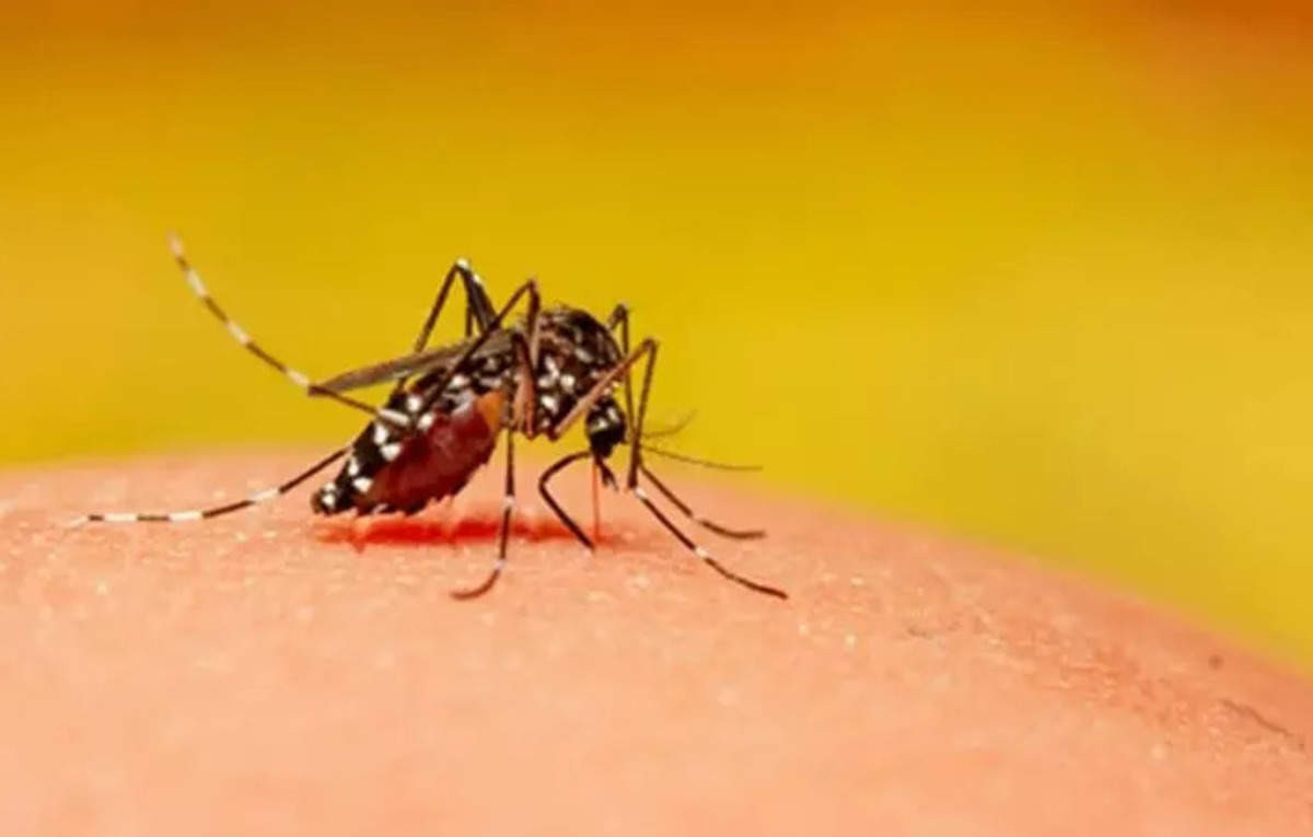 Massachusetts Town Imposes Nighttime Curfew Due to Rare, Deadly Mosquito-Borne Virus