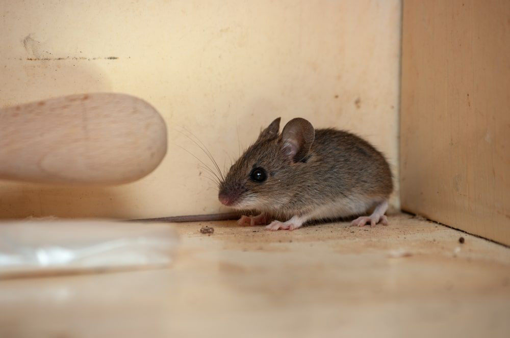 Mice Hate This One Smell: Shocking Experiment Reveals the Secret to Keeping Them Out of Your Home