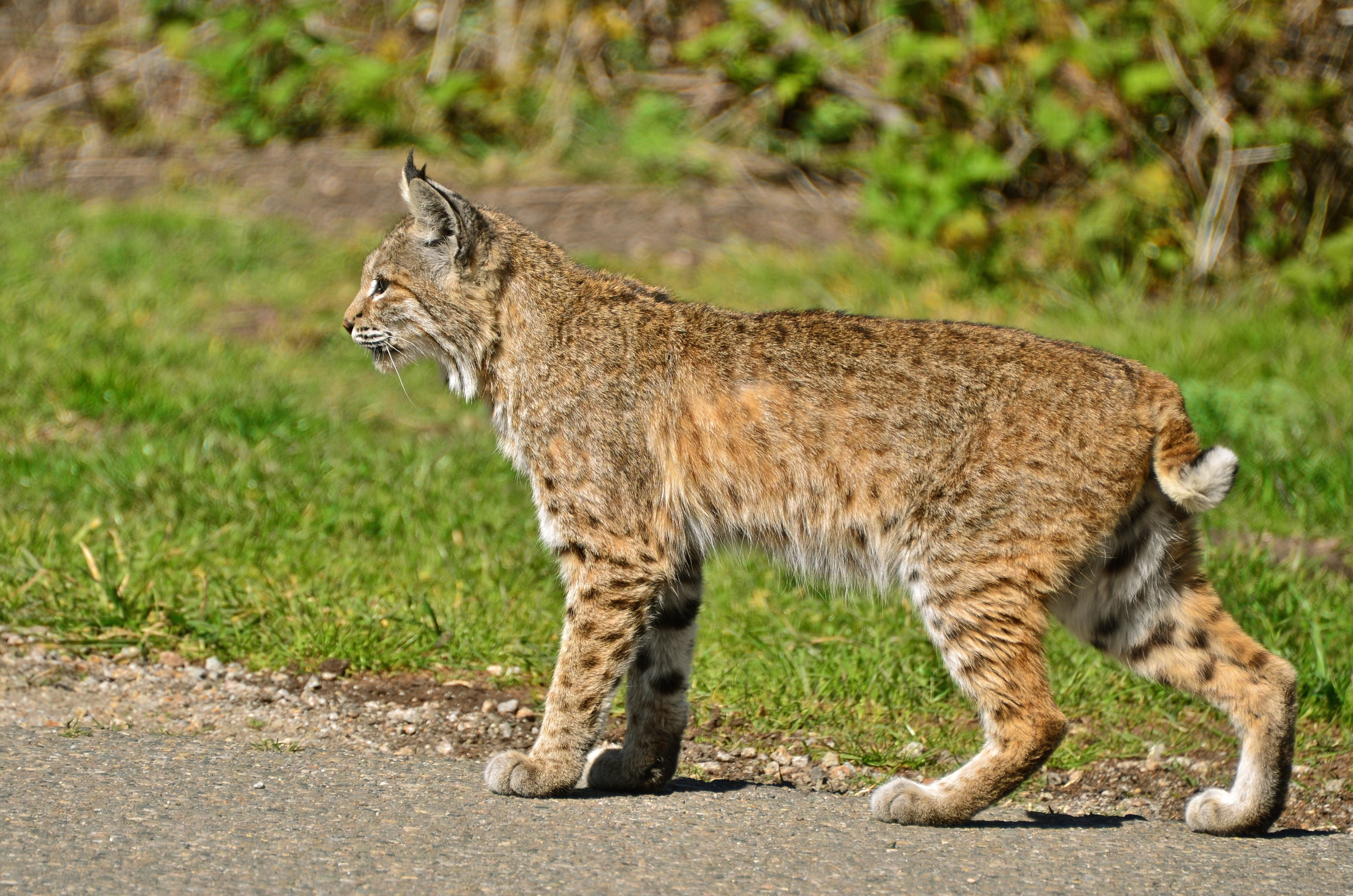 Montana State Bobcats Upset New Mexico Lobos in Season Opener: A Stunning Comeback Story