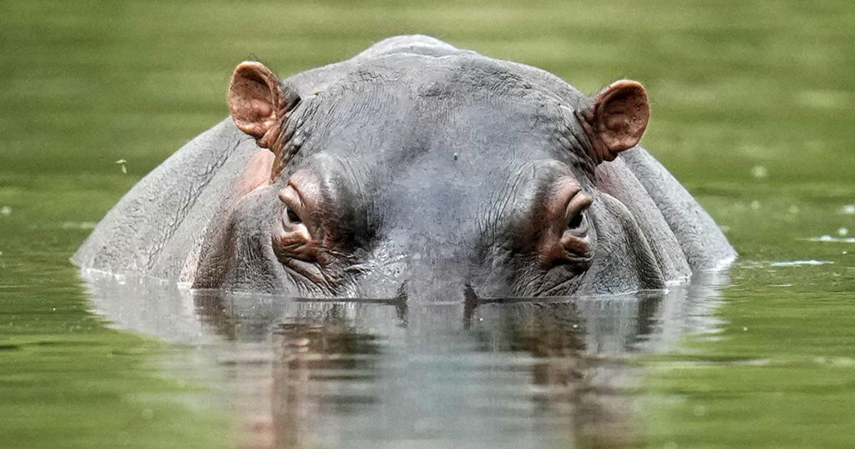 Moo-Deng: The Baby Hippo Taking Over the Internet