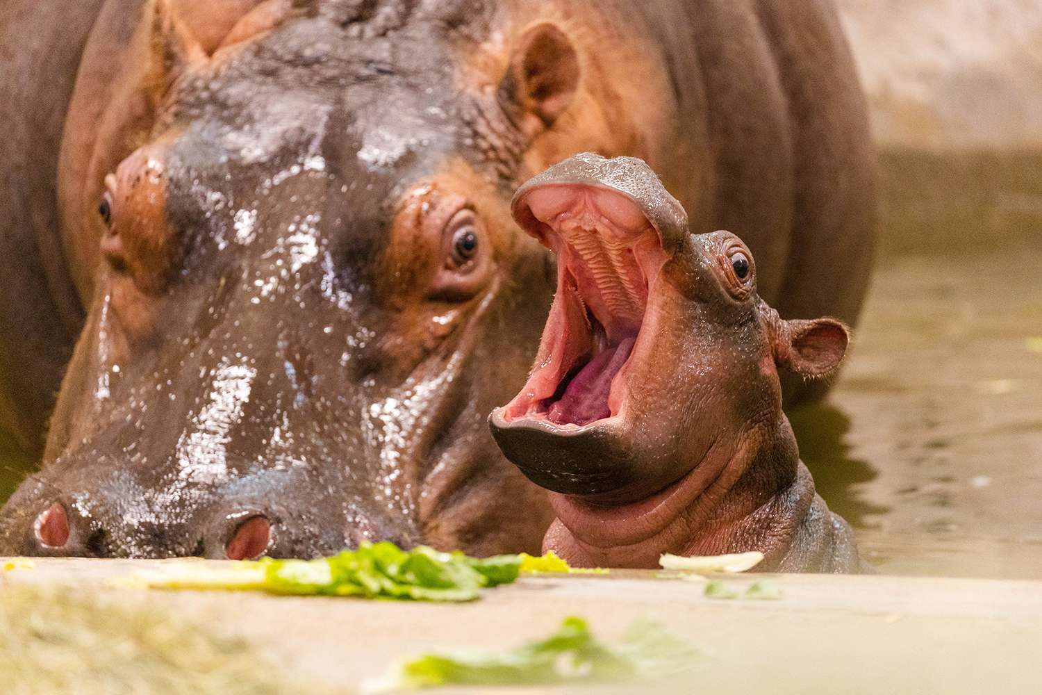 Moo-Deng: The Baby Hippo Taking Over the Internet