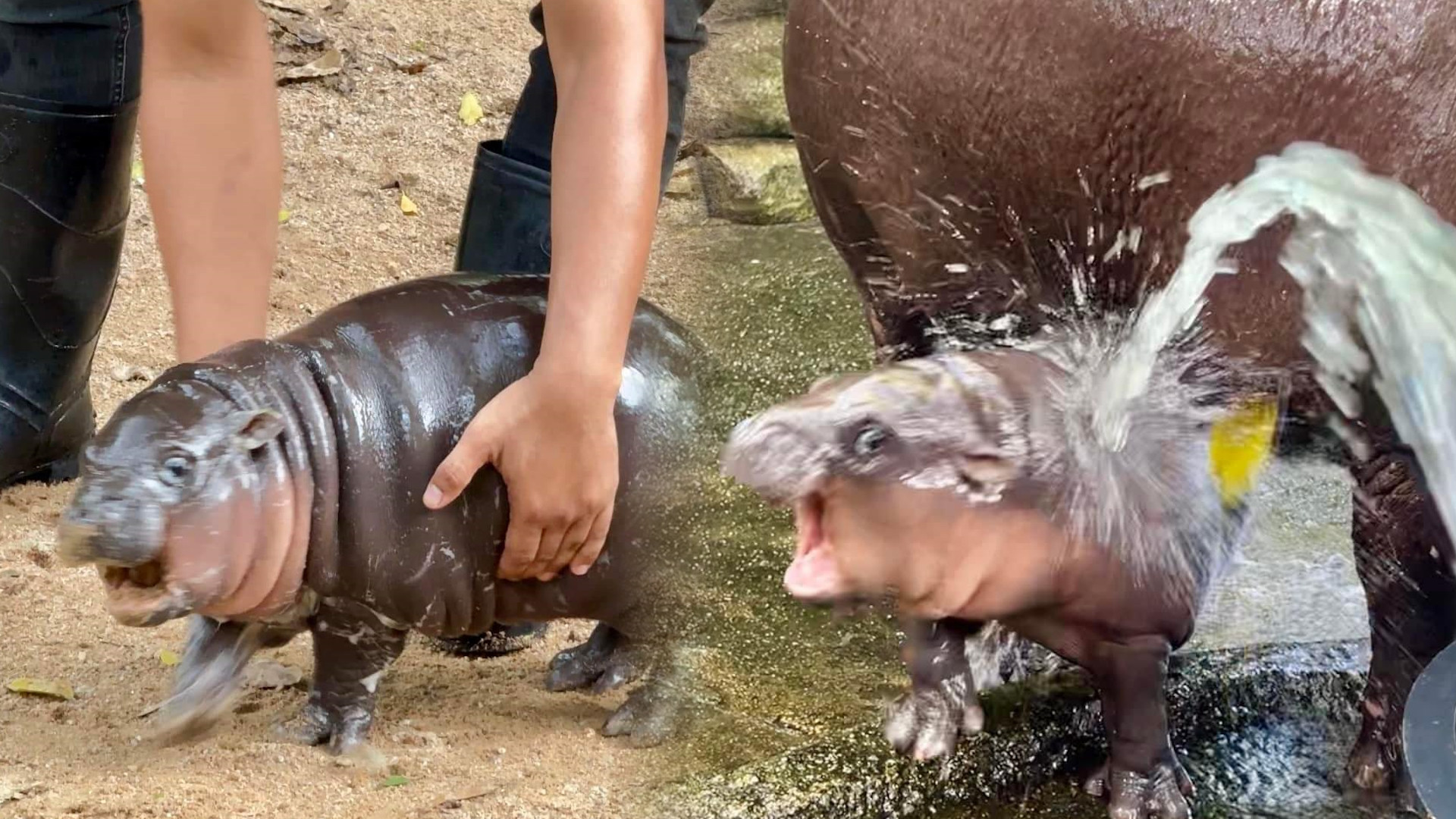 Moo Deng: The Baby Hippo Taking Over The Internet