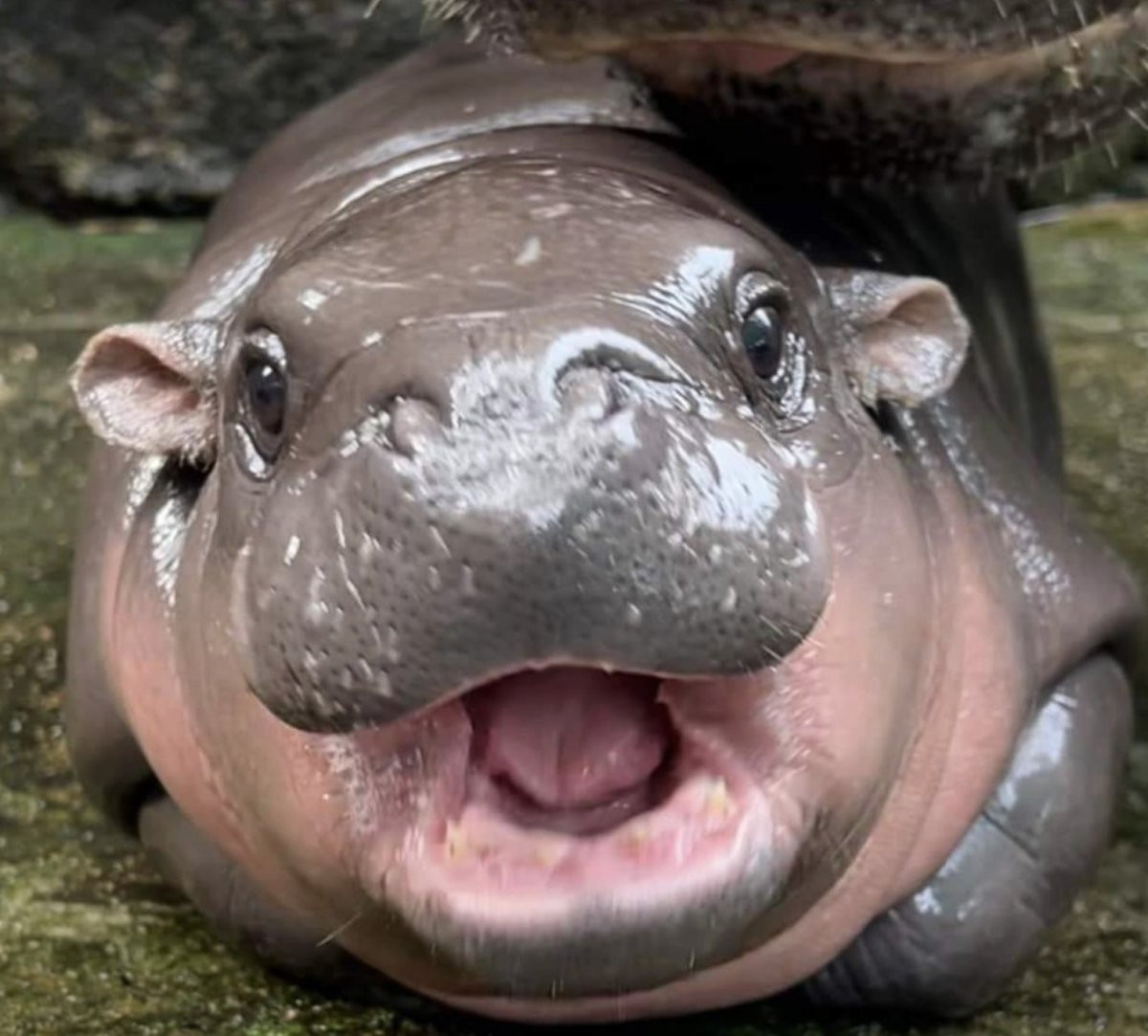 Moo Deng: The Baby Hippo Taking Over The Internet