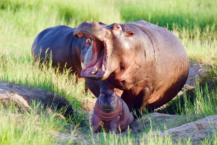 Moo Deng: The Baby Hippo Who Took Over the Internet & Why It's Not So Cute