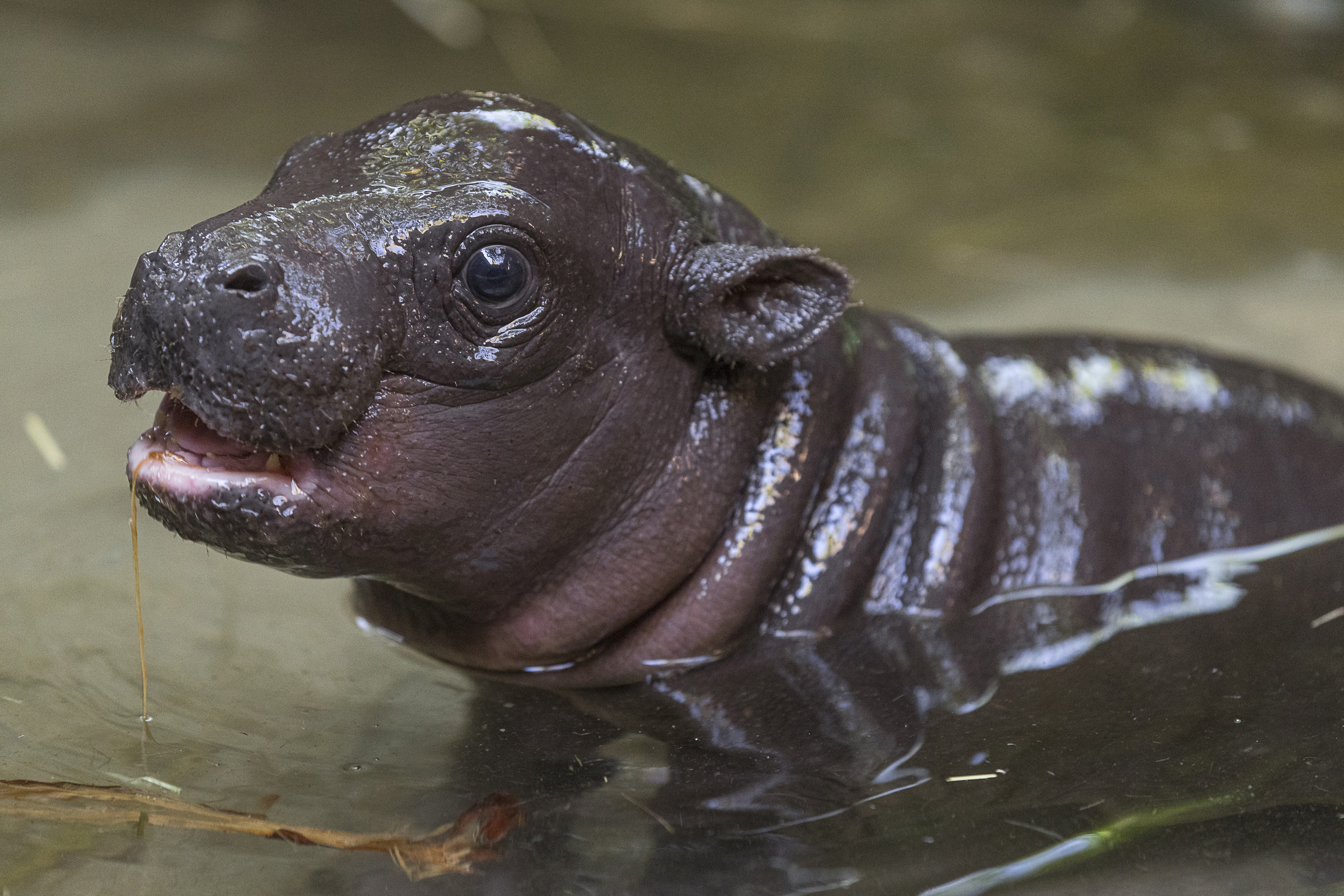 Moo Deng: The Baby Pygmy Hippo That's Taking the Internet by Storm