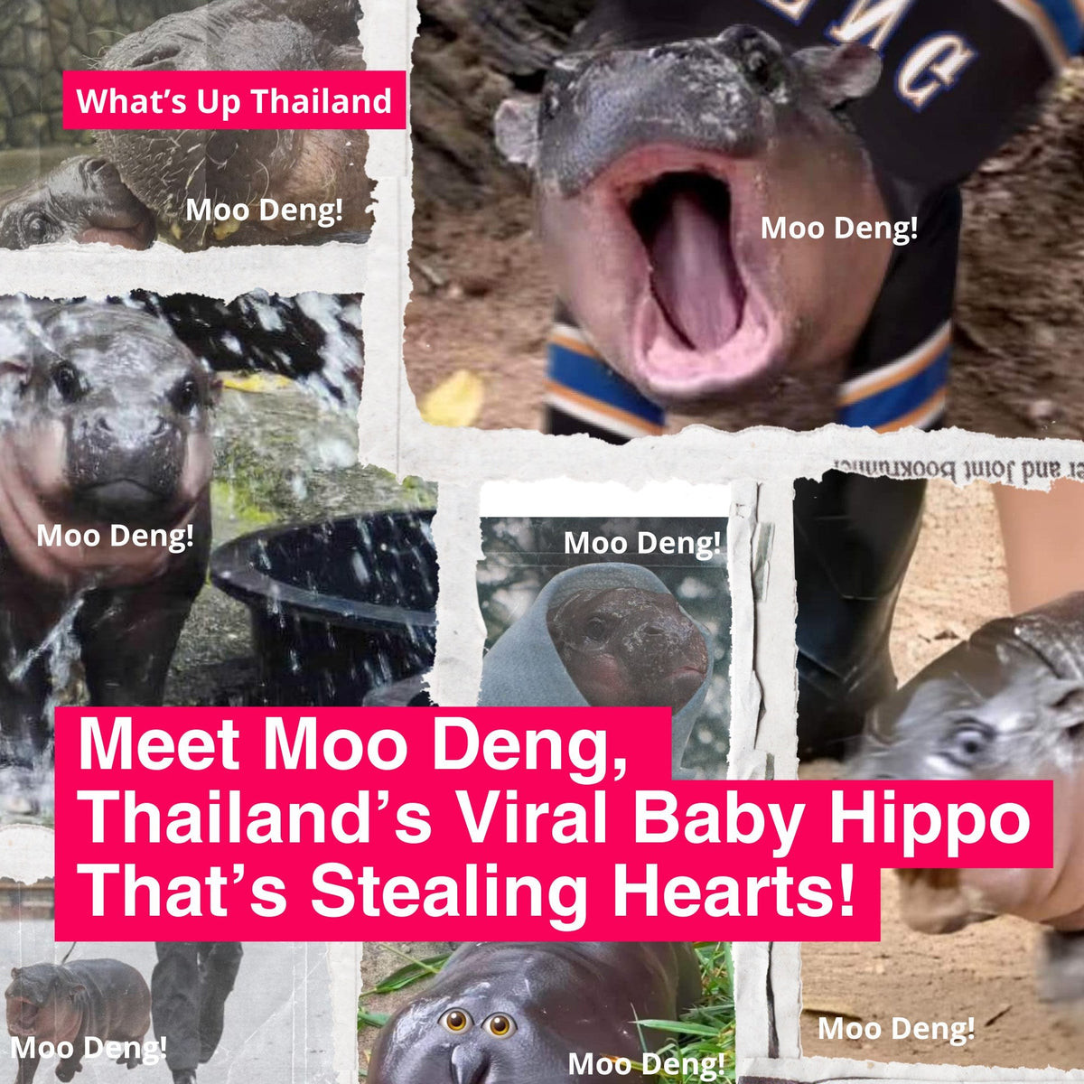 Moo Deng: The Pygmy Hippo That's Melting Hearts and Driving Traffic Chaos in Thailand