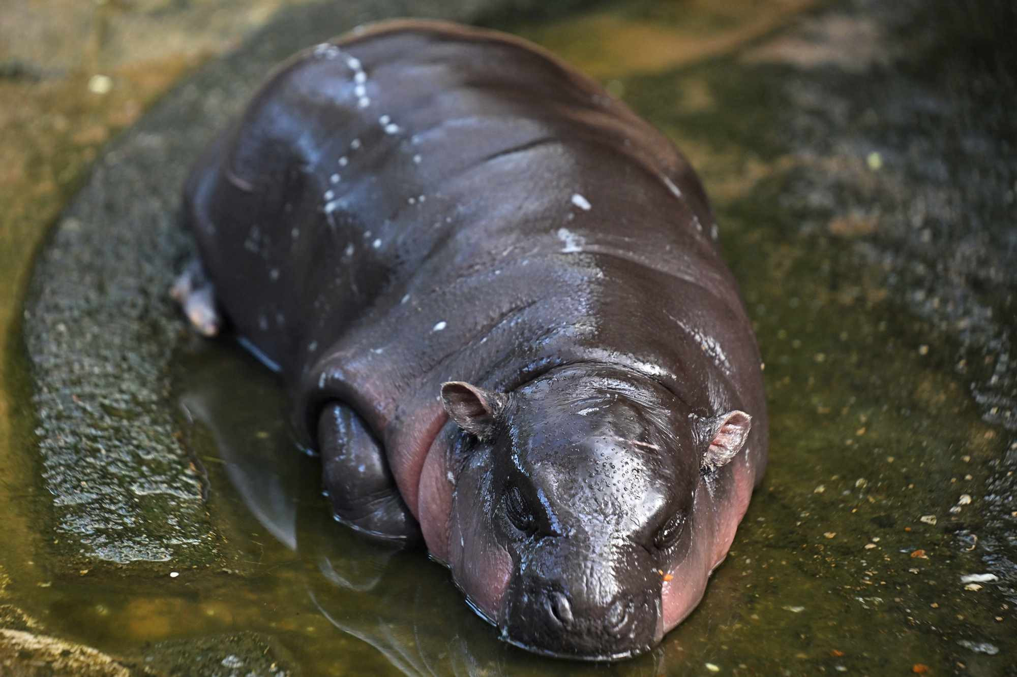 Moo Deng: The Pygmy Hippo That's Melting Hearts and Driving Traffic Chaos in Thailand