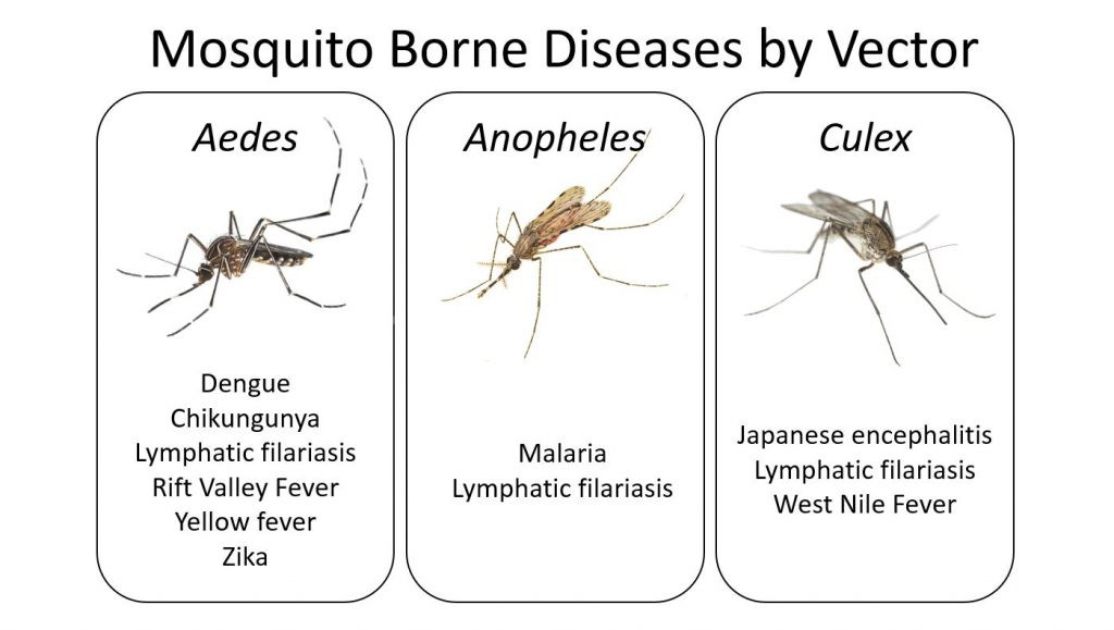 Mosquito-Borne Virus Triggers Nighttime Park Closures in Massachusetts