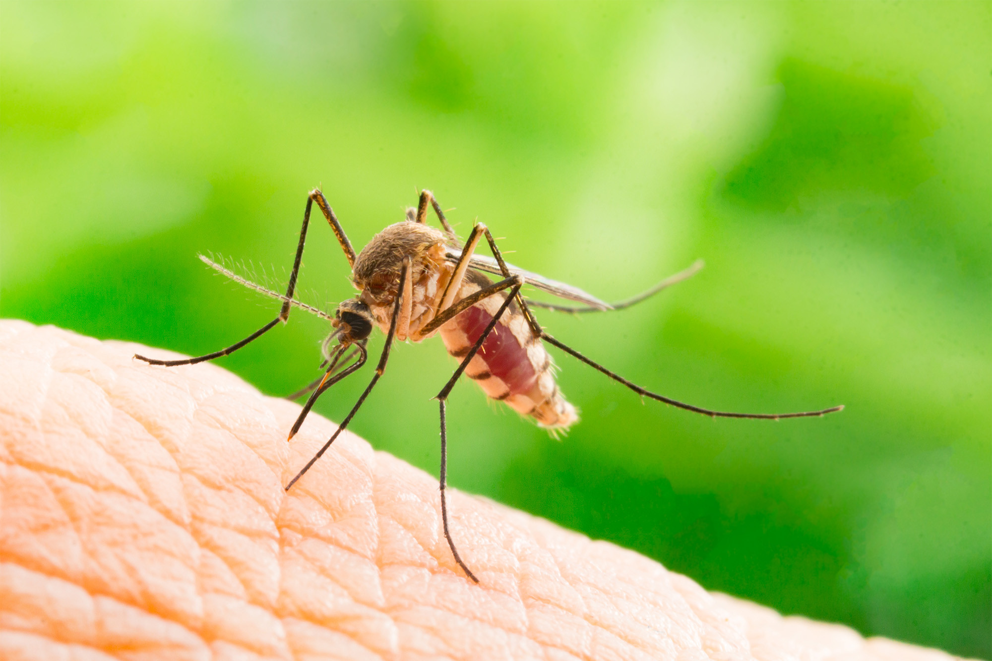 Mosquito-Borne Virus Triggers Nighttime Park Closures in Massachusetts