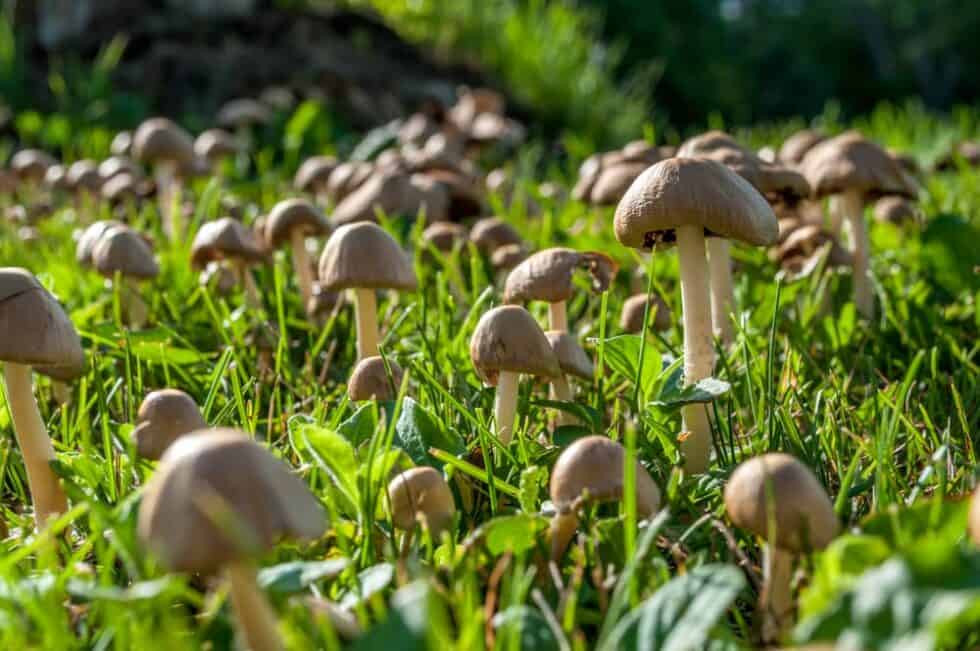 Mushrooms Sprouting on Your Lawn? Here's Why & How To Stop Them