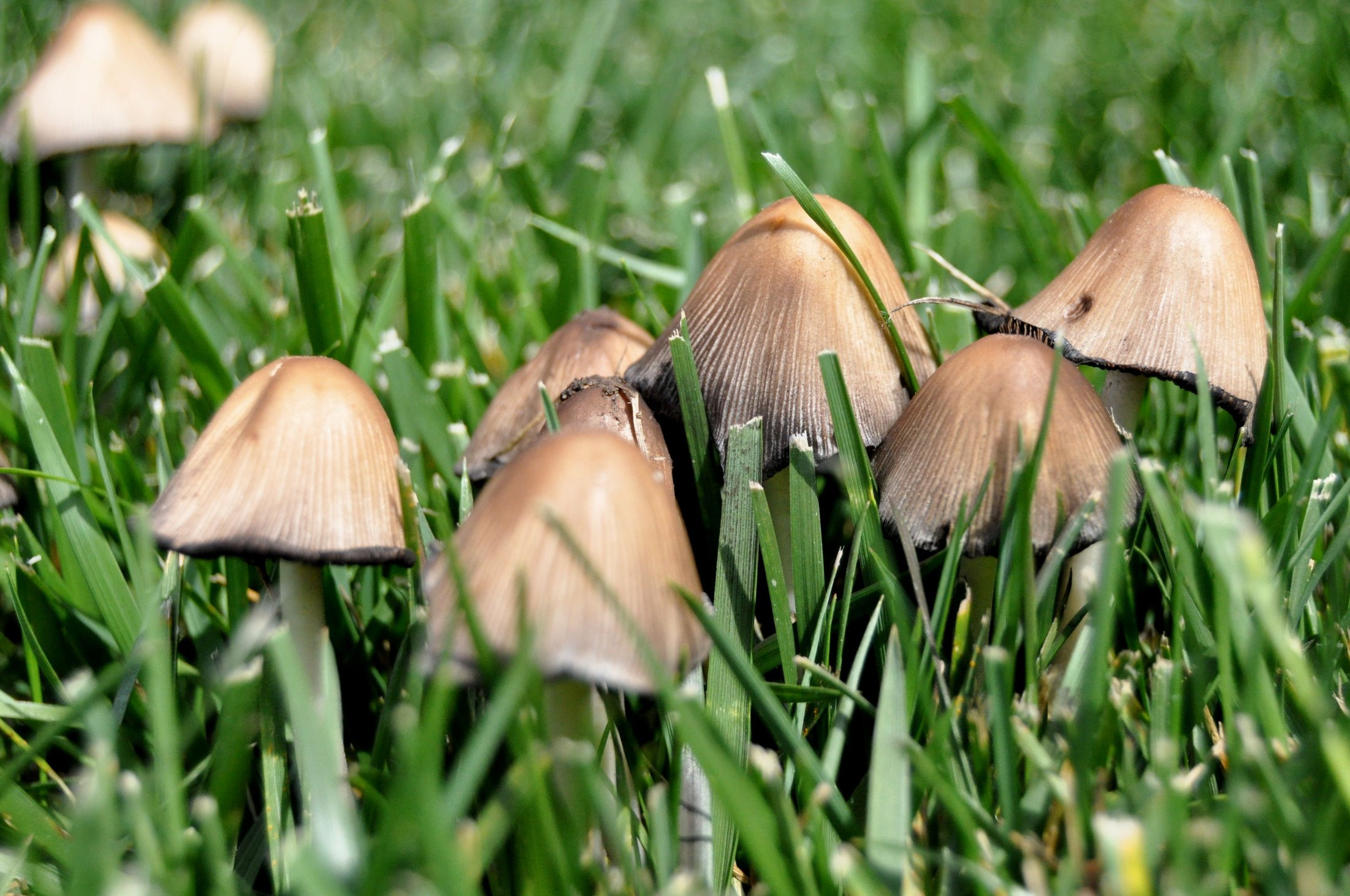 Mushrooms Sprouting on Your Lawn? Here's Why & How To Stop Them