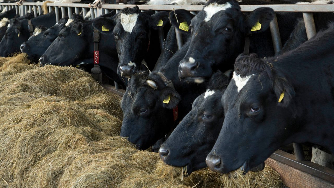 Mycotoxins in Silage: AgriSearch Launches Pilot Project to Uncover the Truth in Northern Ireland