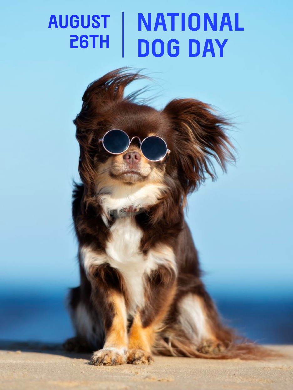 National Dog Day 2024 Celebrate With These Pawsome Activities World