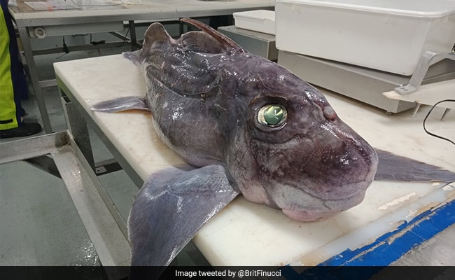 New 'Ghost Shark' Species Discovered in Deep Pacific Ocean Waters