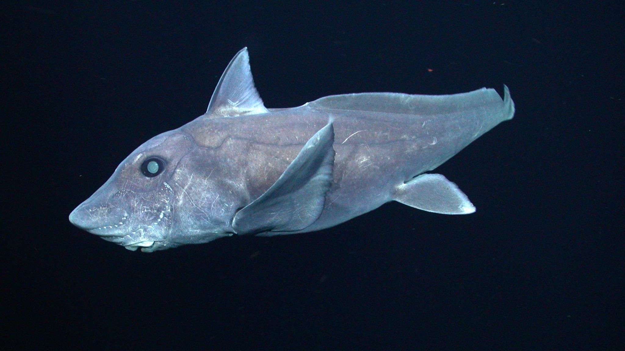 New 'Ghost Shark' Species Discovered in Deep Pacific Ocean Waters