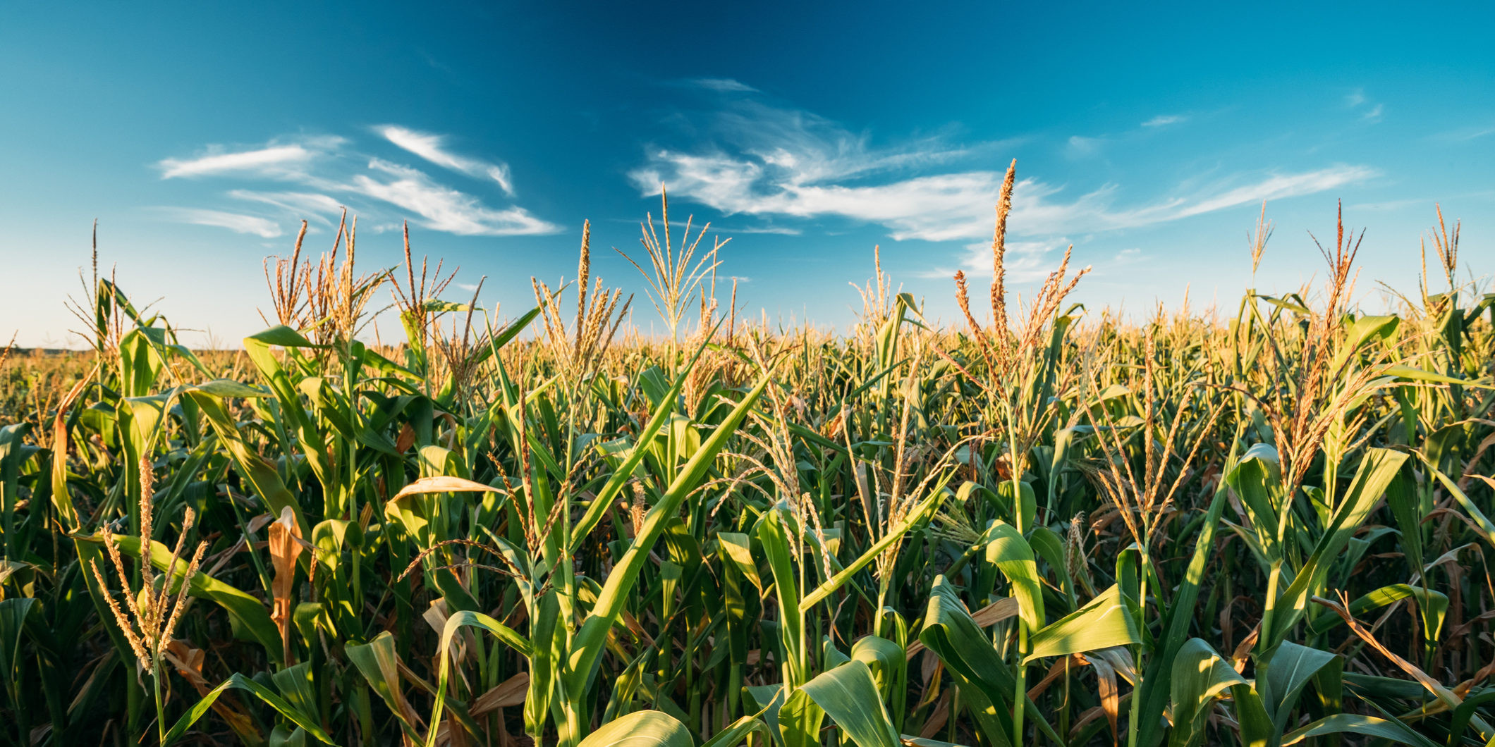 New Outdoor Attractions in Norfolk This Summer: Maize Mazes, Mini Golf and More