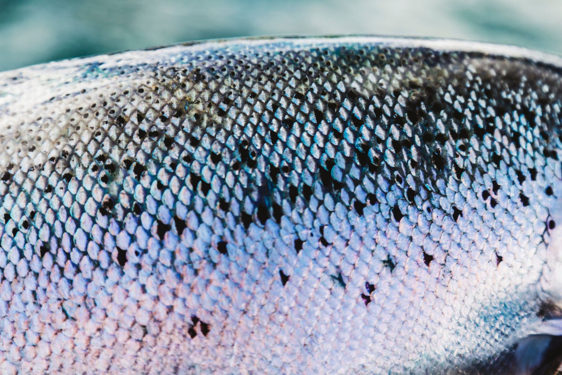 New Research: Are Sea Lice from Salmon Farms Really a Threat to Wild Salmon?