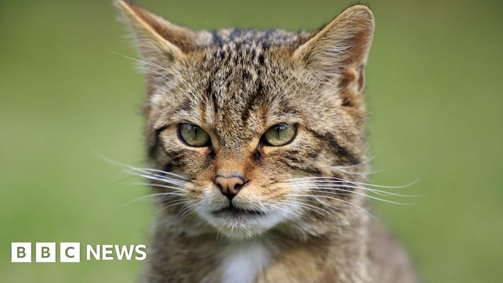 New Study Seeks Farmers' Help To Reintroduce Wildcats To Devon