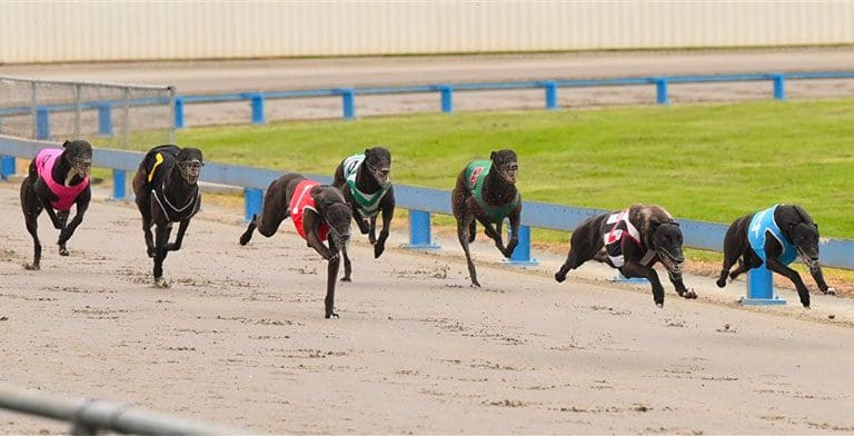 New Zealand to Ban Greyhound Racing by 2026: A Devastating Blow to the Industry?