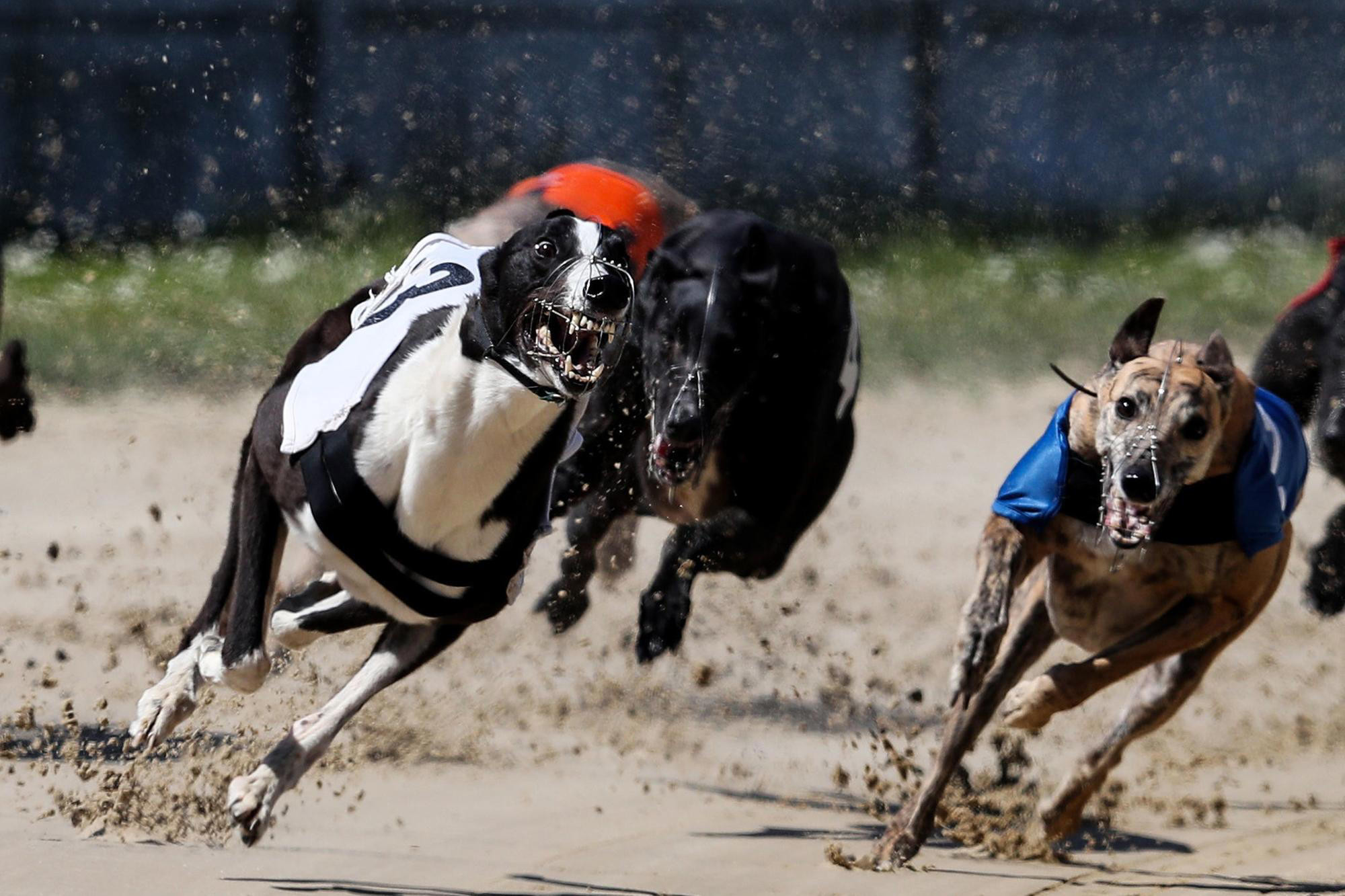 New Zealand to Ban Greyhound Racing by 2026: A Devastating Blow to the Industry?