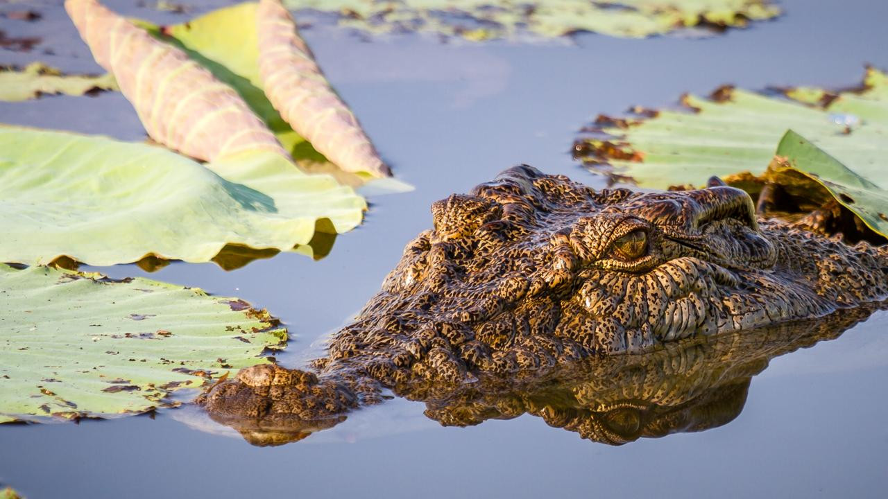 Newcastle Doctor Confirmed Dead After Crocodile Attack in Far North Queensland