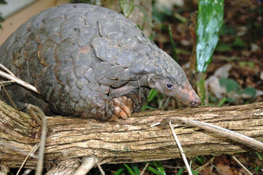 Nigerian Pangolin Pup Needs Your Help: Can You Give Tikki the Gift of Life on Giving Tuesday?