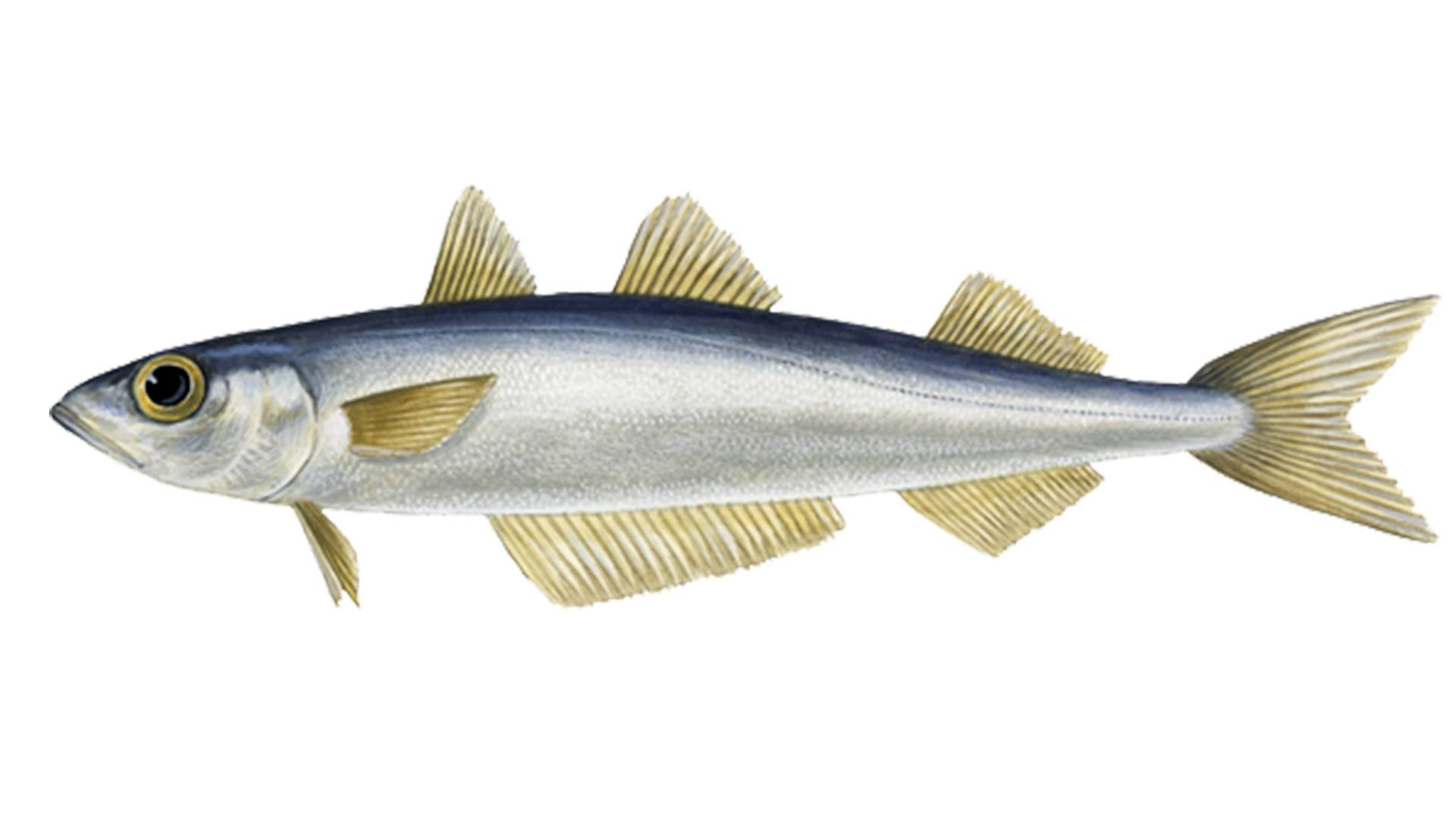 Norway's Blue Whiting Boom: Record Landings Signal a Thriving Fishery and a Potential Shift in the Global Seafood Market