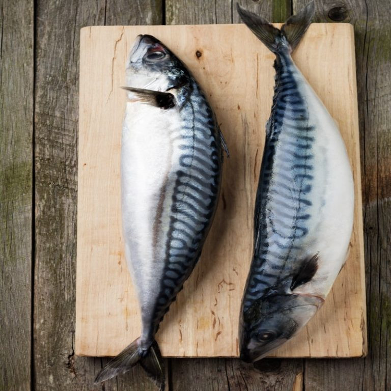 Norwegian Mackerel Fleet Faces Delays and Increased Costs Due to Inspections in Shetland