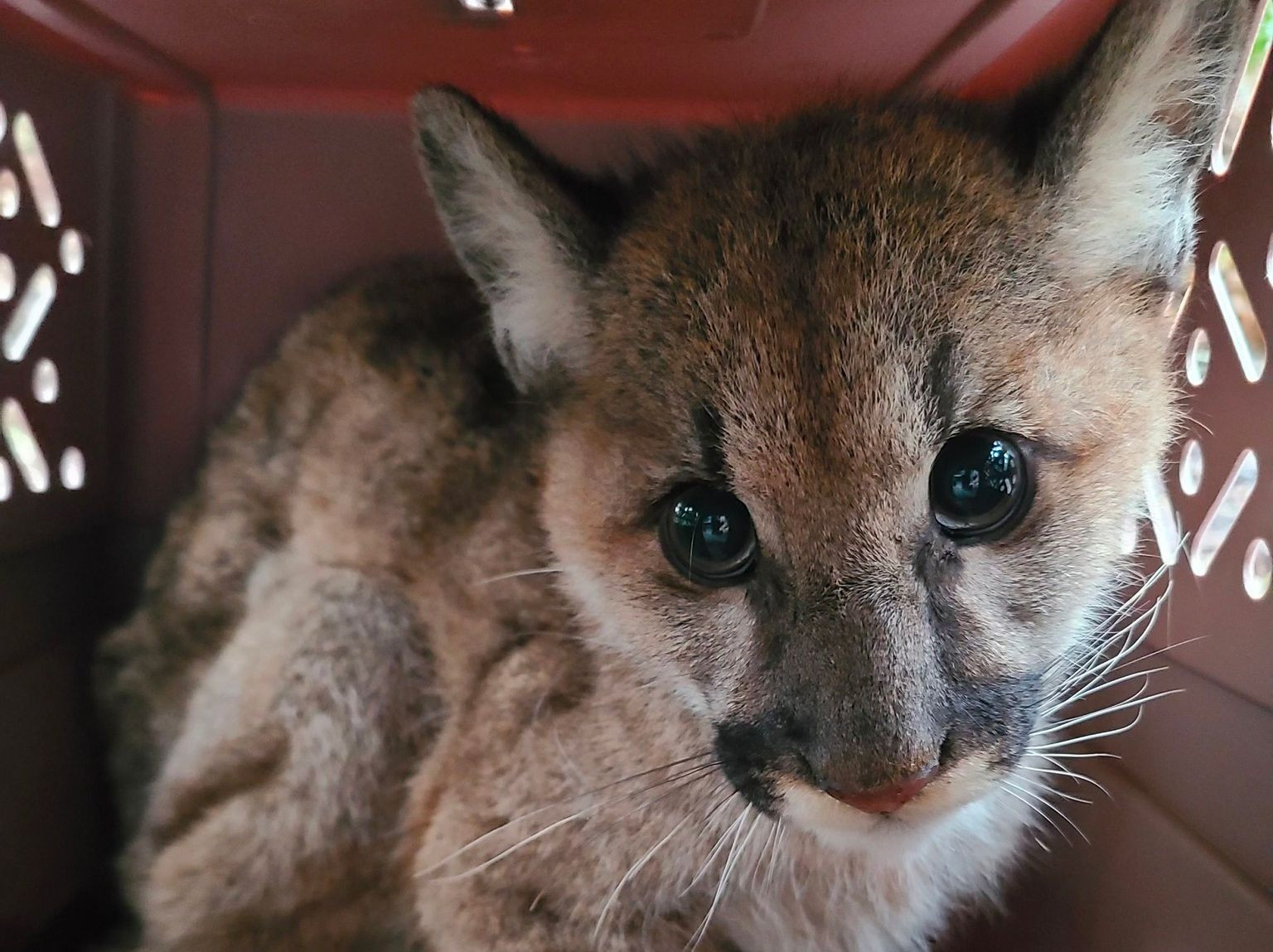 Oakland Zoo Rescues Orphaned Mountain Lion Cub Found Wandering Alone in El Dorado County