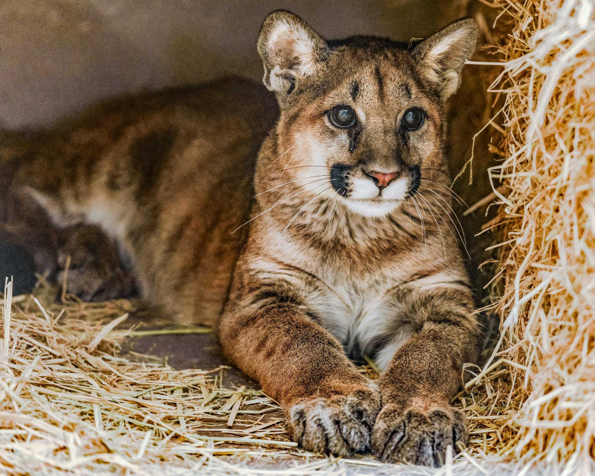 Oakland Zoo Rescues Orphaned Mountain Lion Cub Found Wandering Alone in El Dorado County