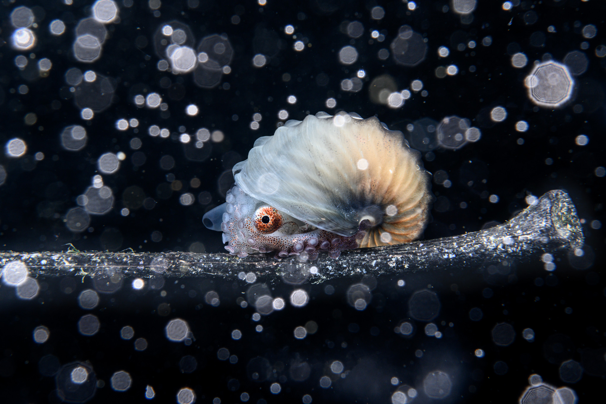 Ocean Photographer of the Year 2024: Stunning Underwater Images Reveal the Beauty and Fragility of Our Oceans